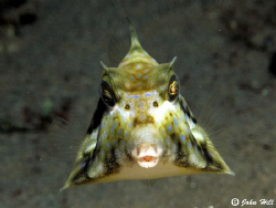 A Thornback Trunkfish head on.  These guys always remind ... by John Hill 